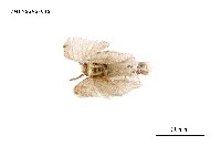 藏品(扇毒蛾)的圖片